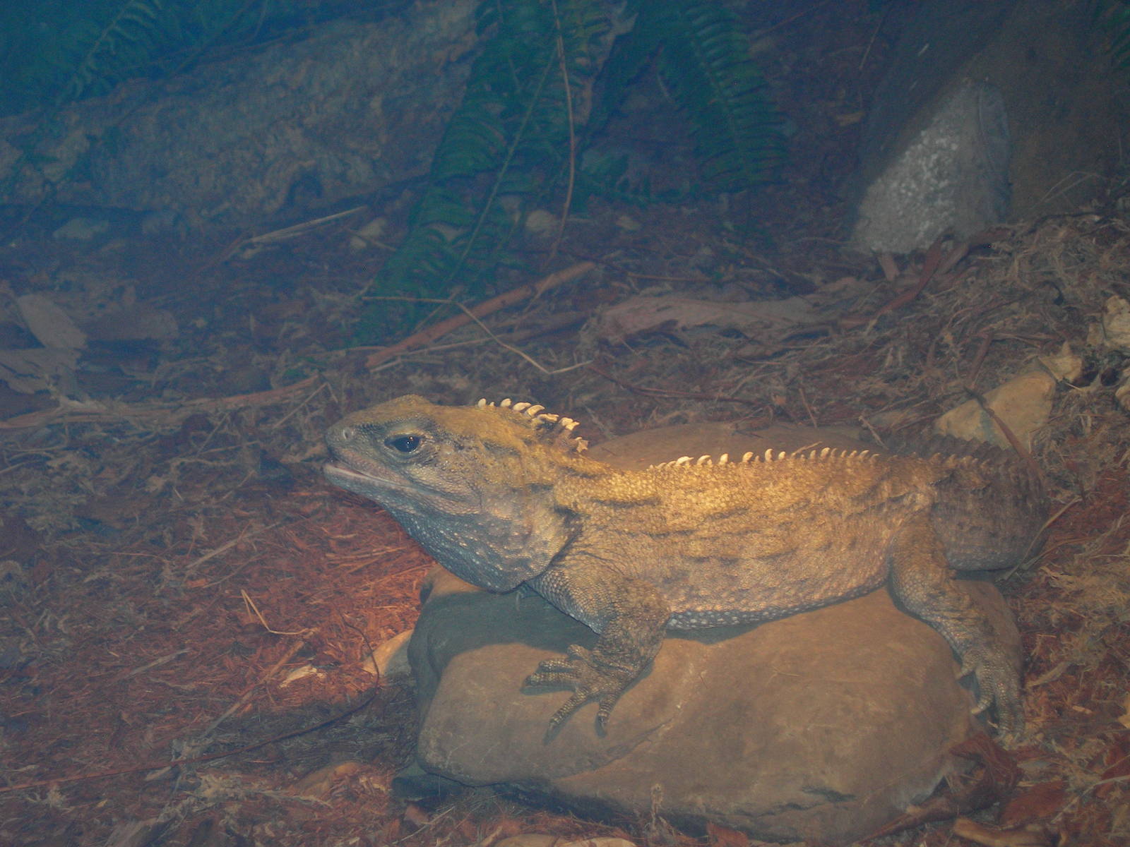 Tuatara