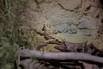 tuatara