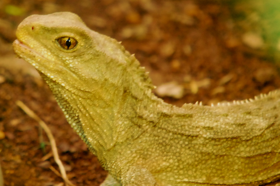 TUATARA