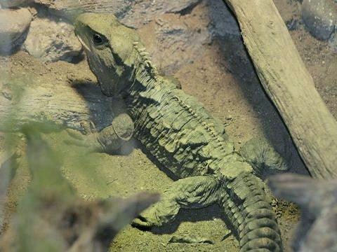 Tuatara