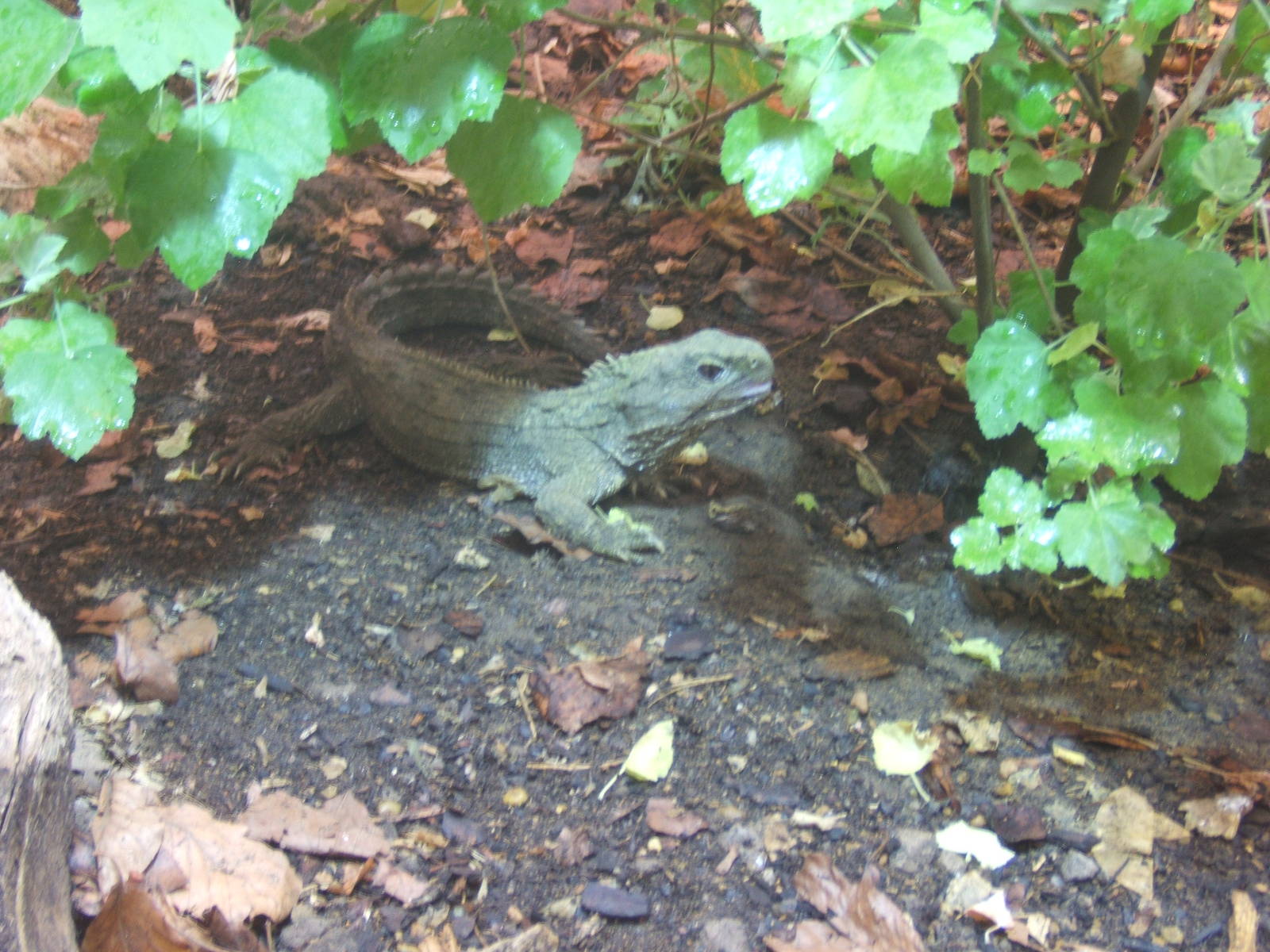 Tuatara