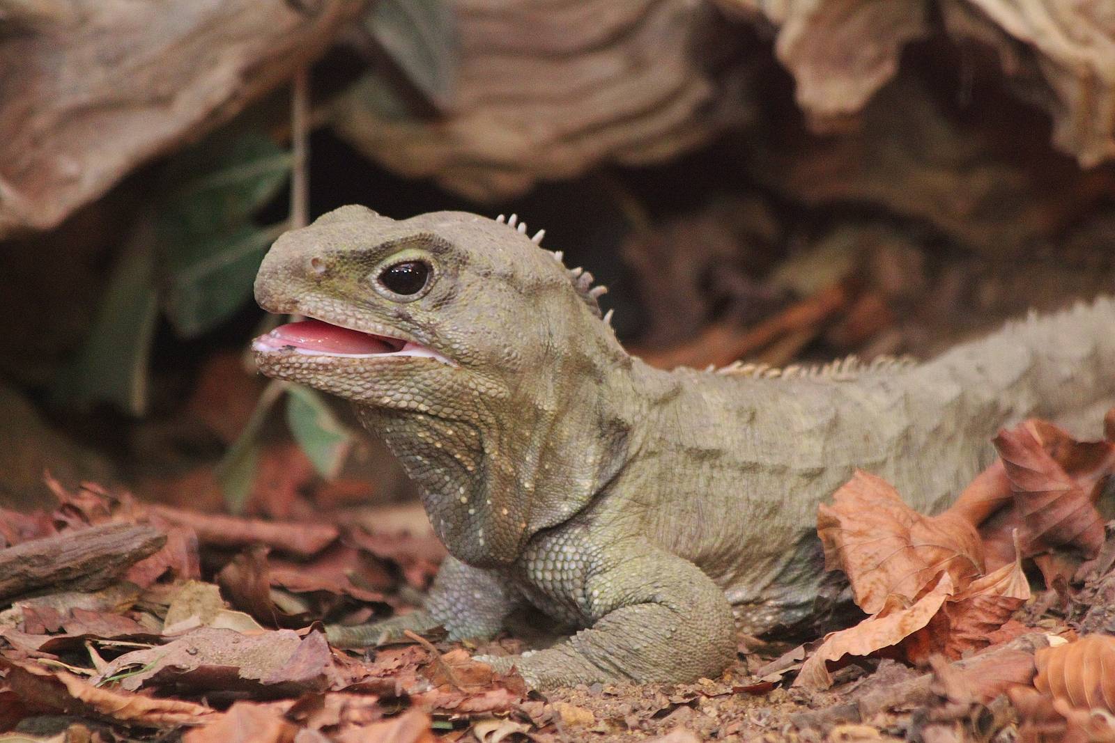 Tuatara