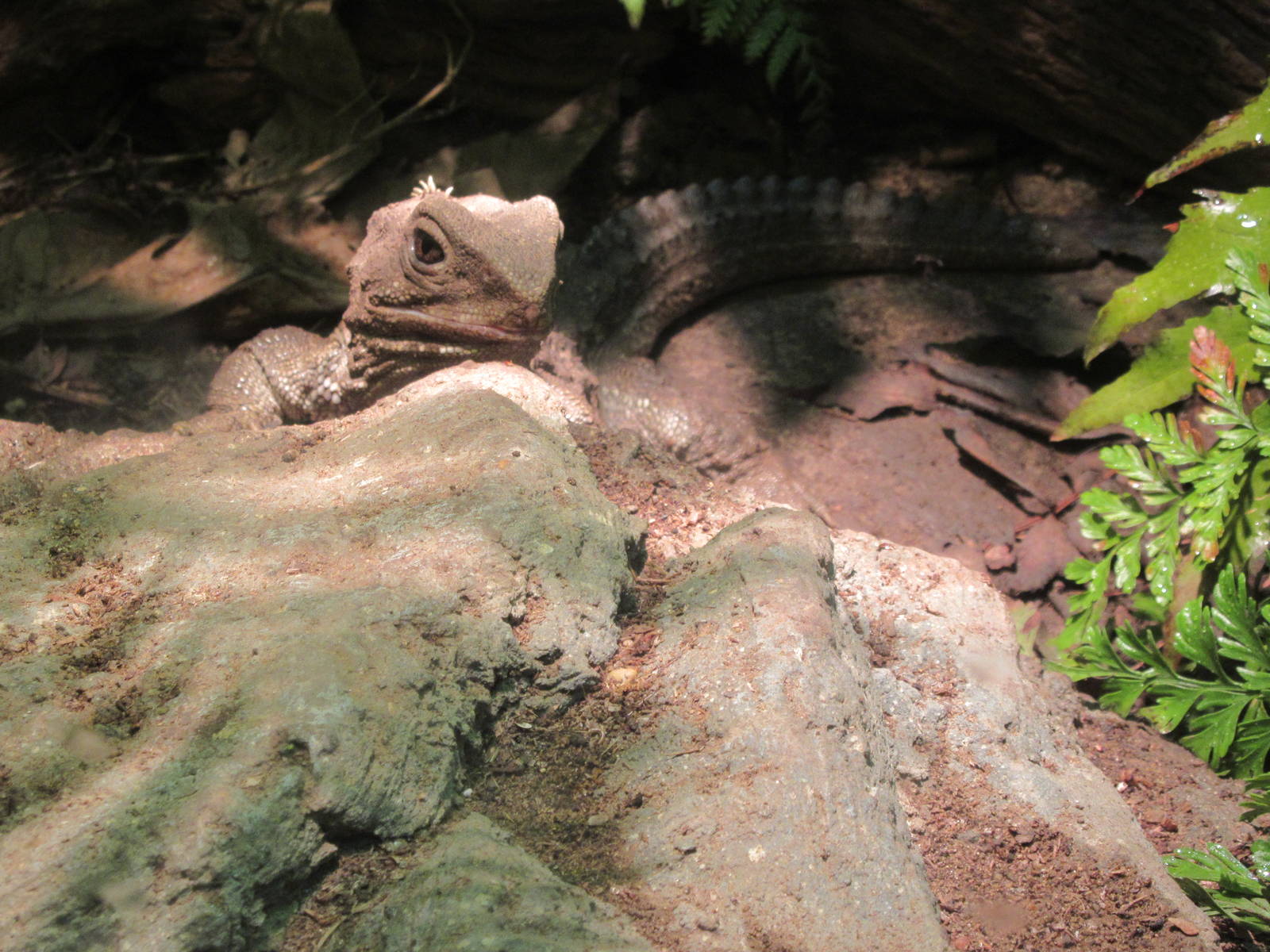 Tuatara