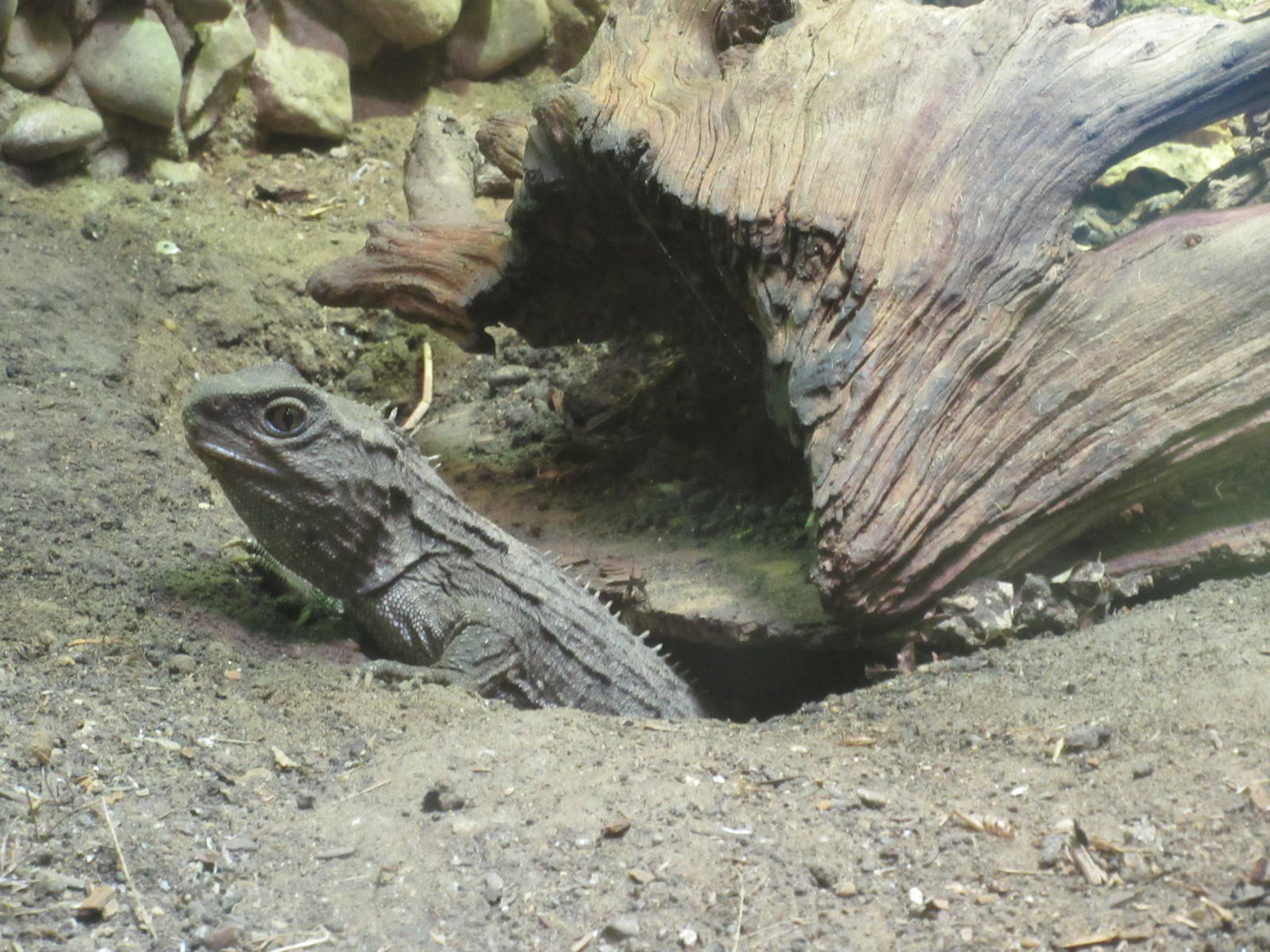 Tuatara