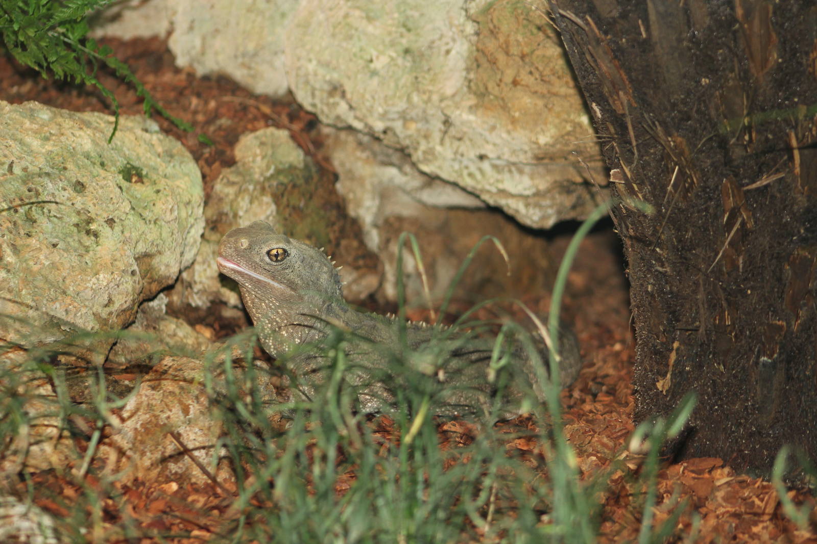 Tuatara