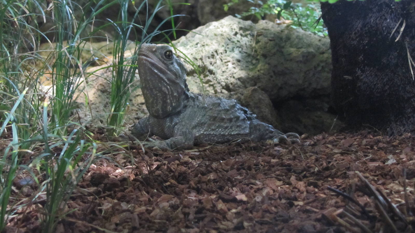 Tuatara