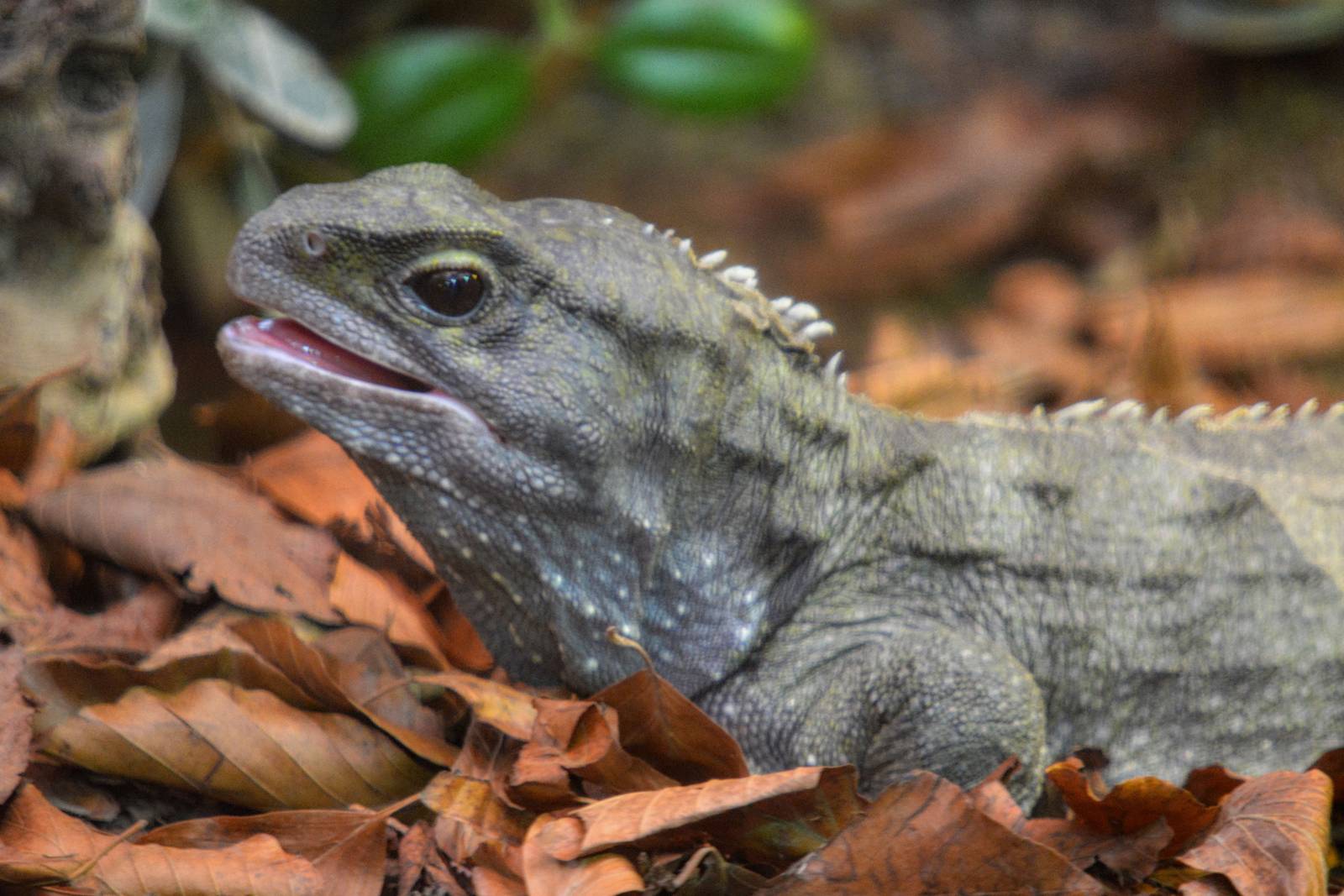 Tuatara