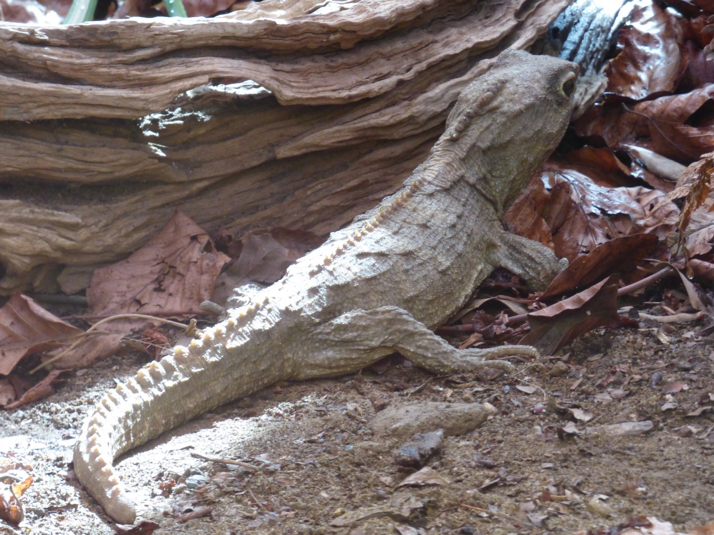 Tuatara