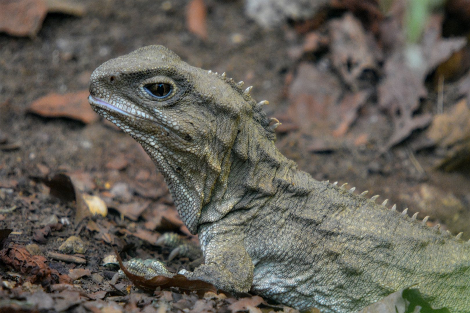 Tuatara