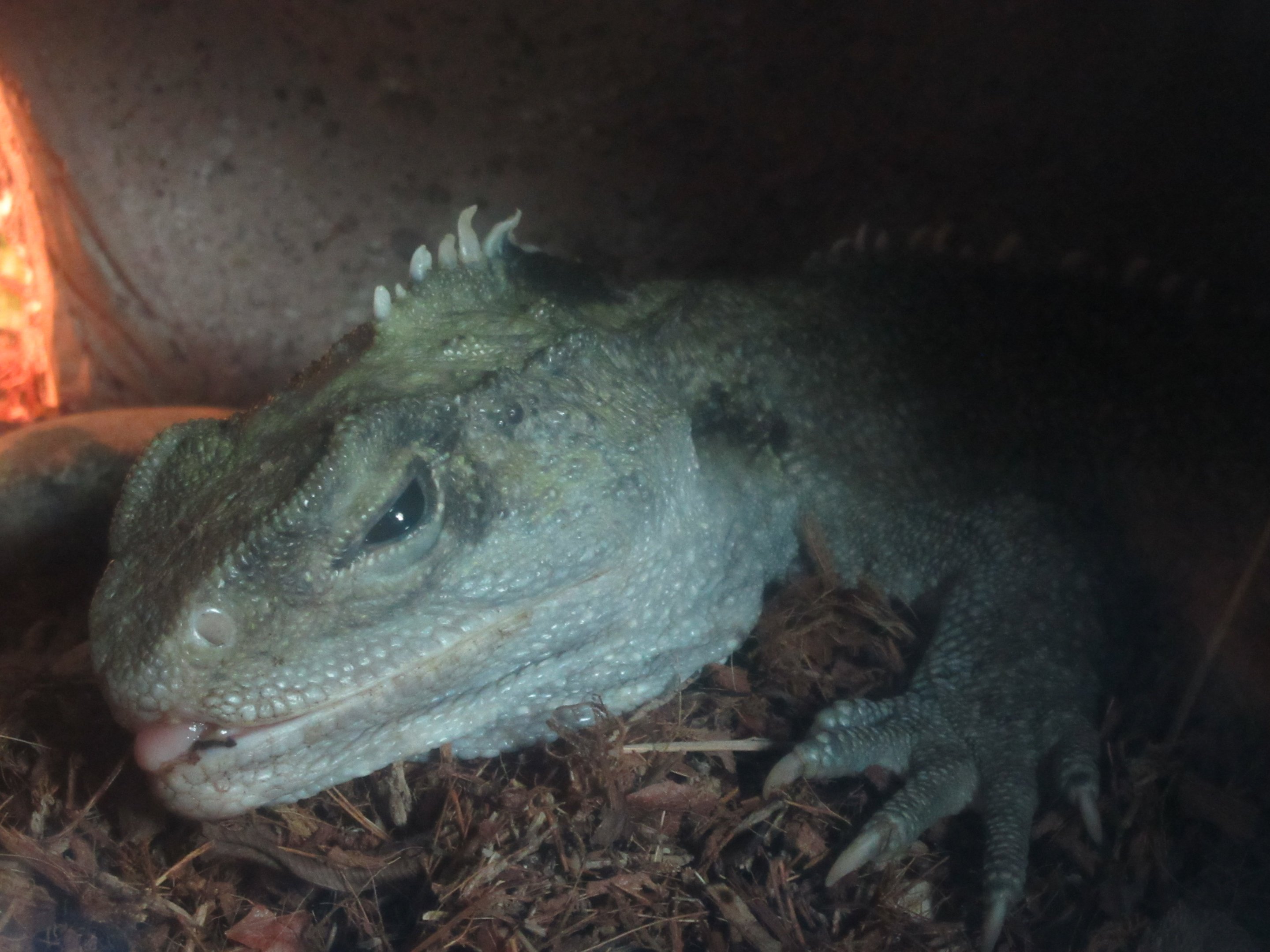 Tuatara