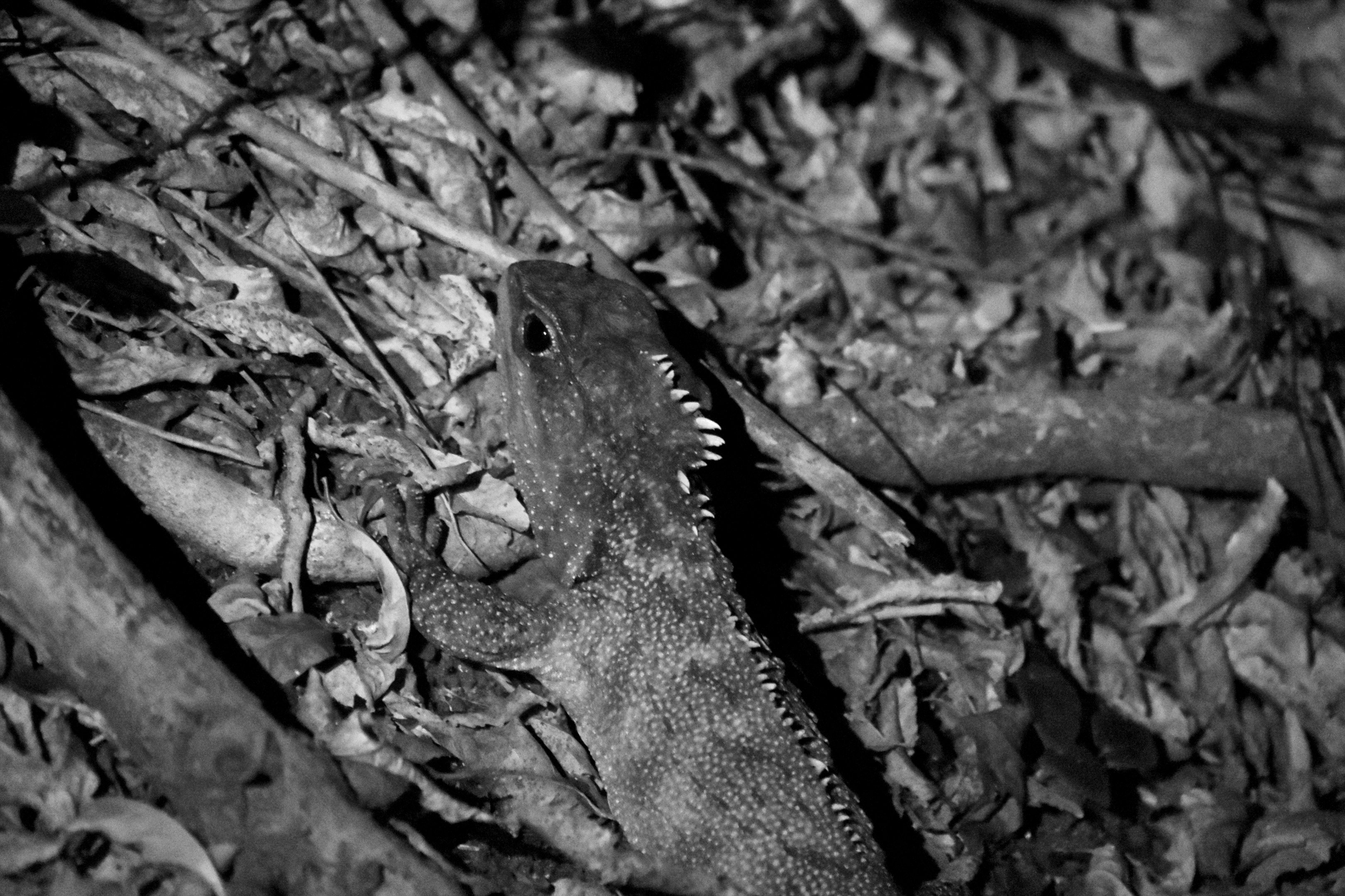 Tuatara
