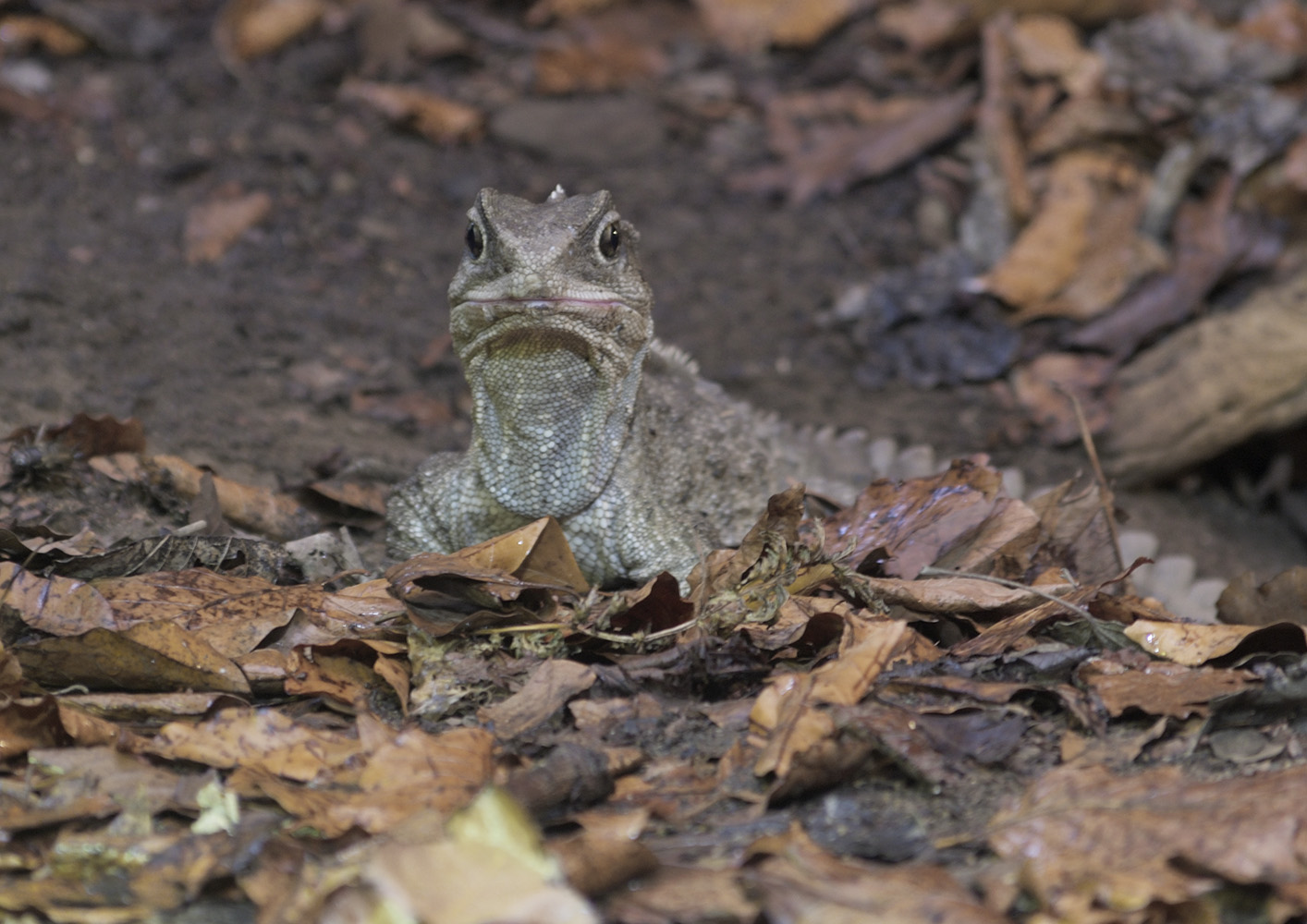 Tuatara