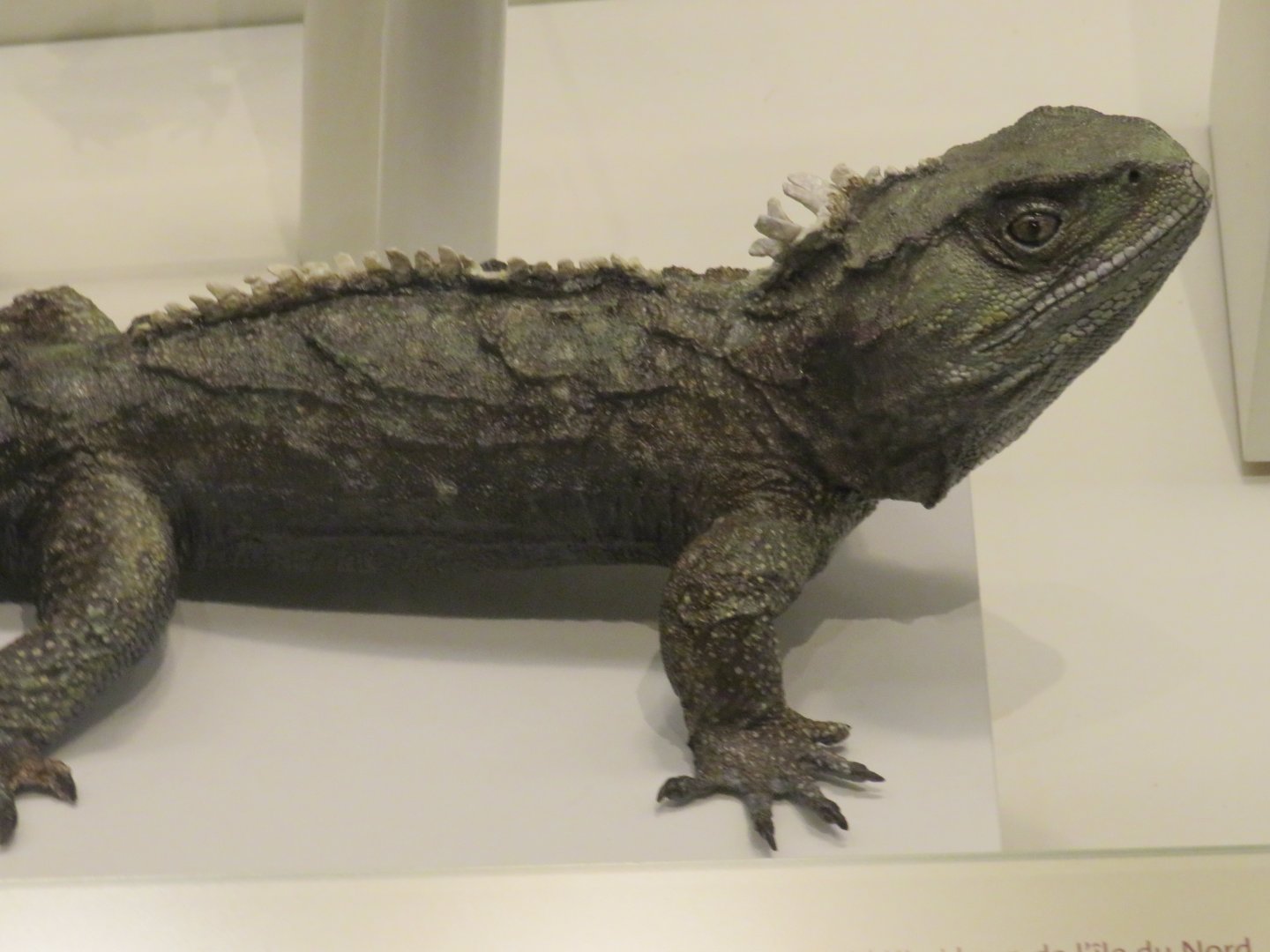 Tuatara