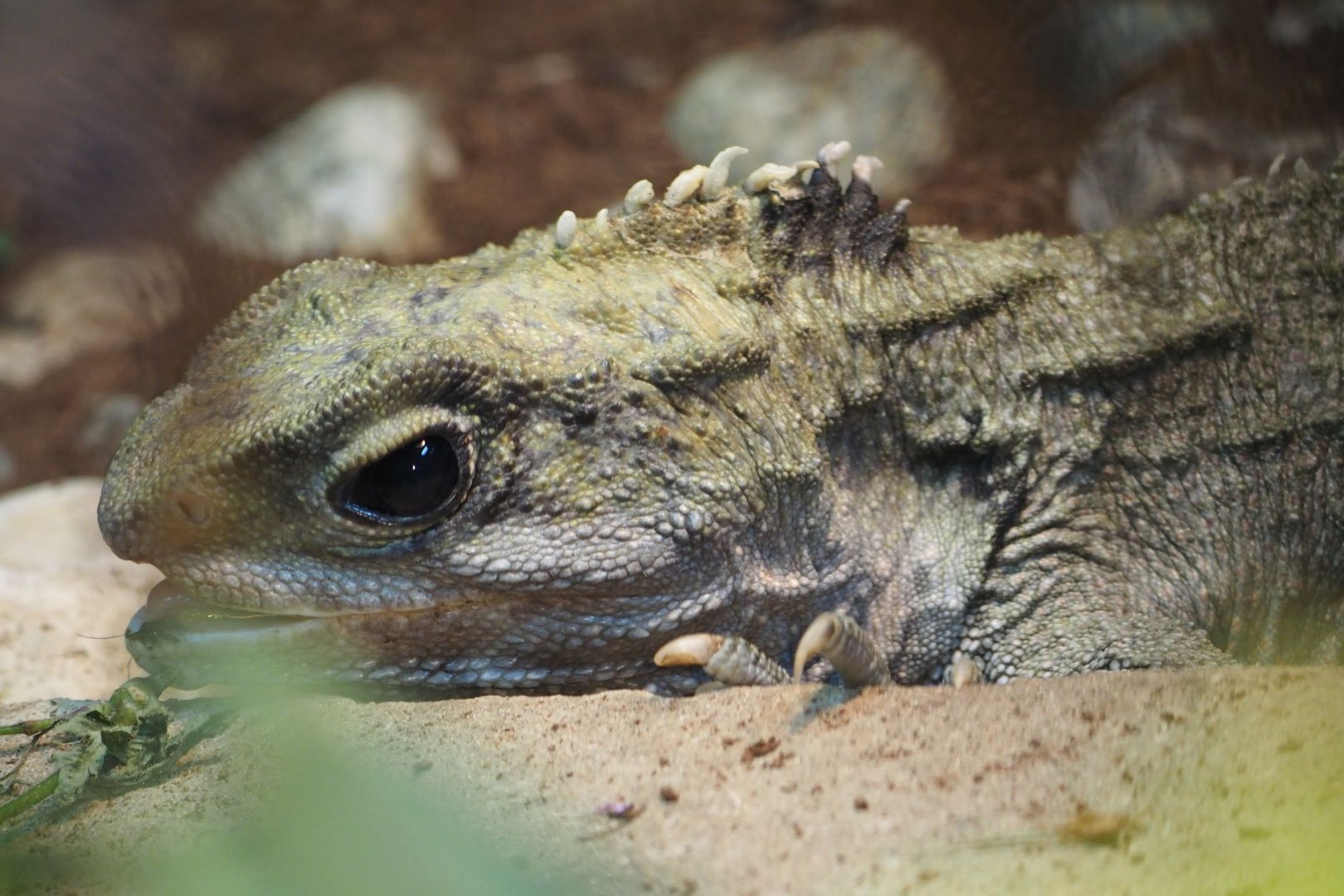 Tuatara