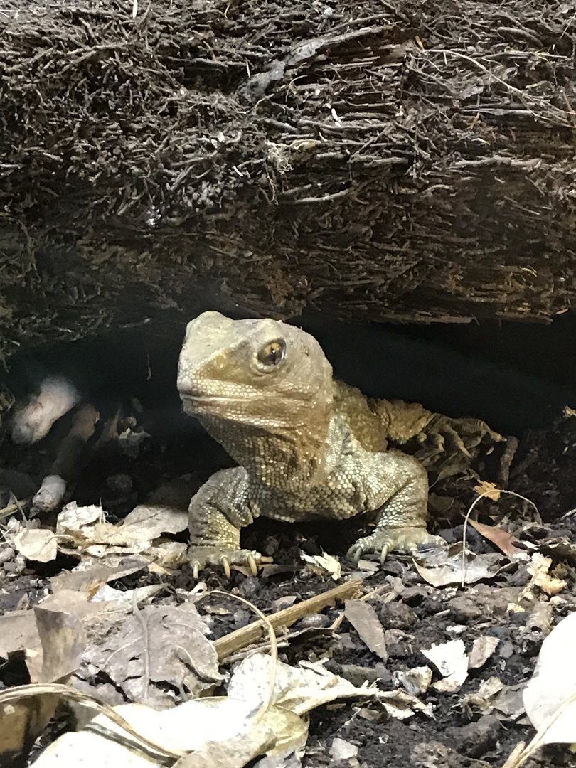 Tuatara