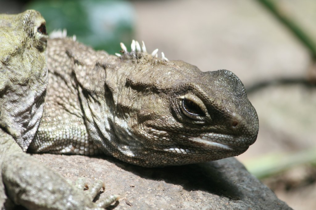 Tuatara