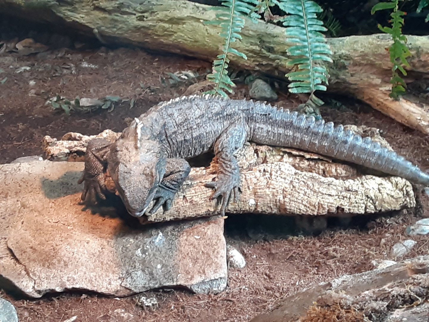 Tuatara