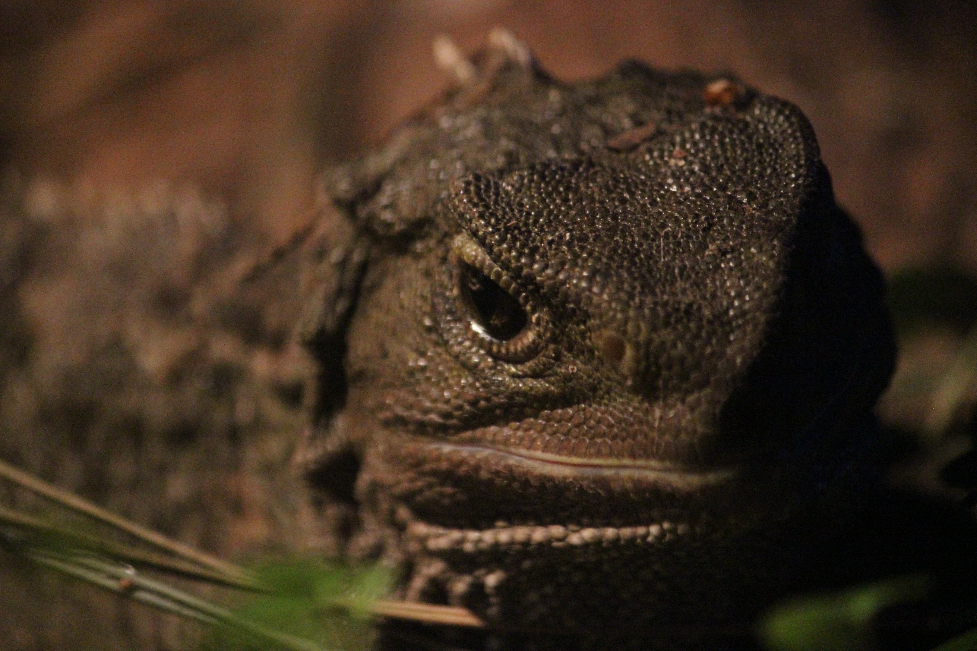 Tuatara