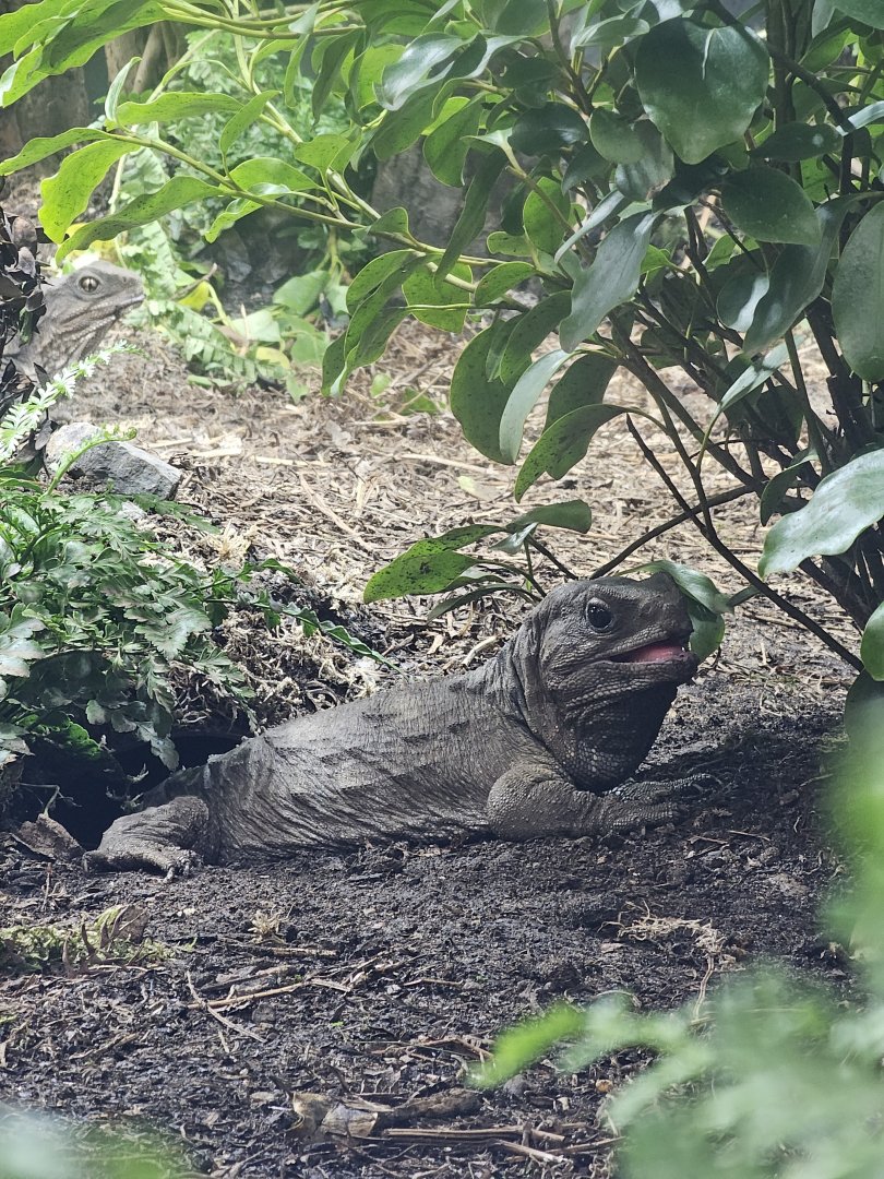 Tuatara