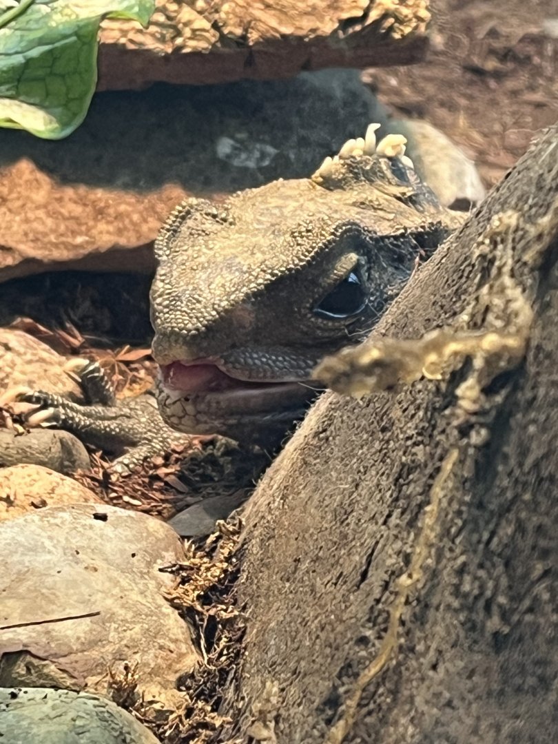 Tuatara