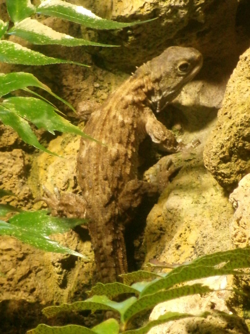 Tuatara