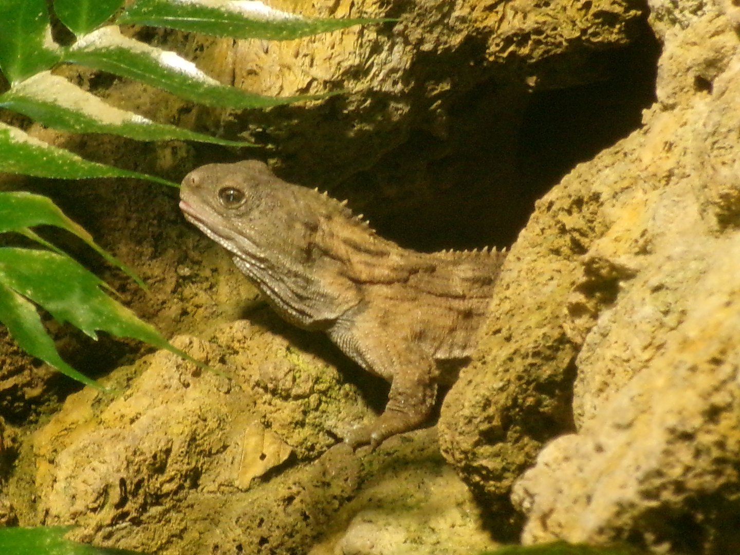 Tuatara