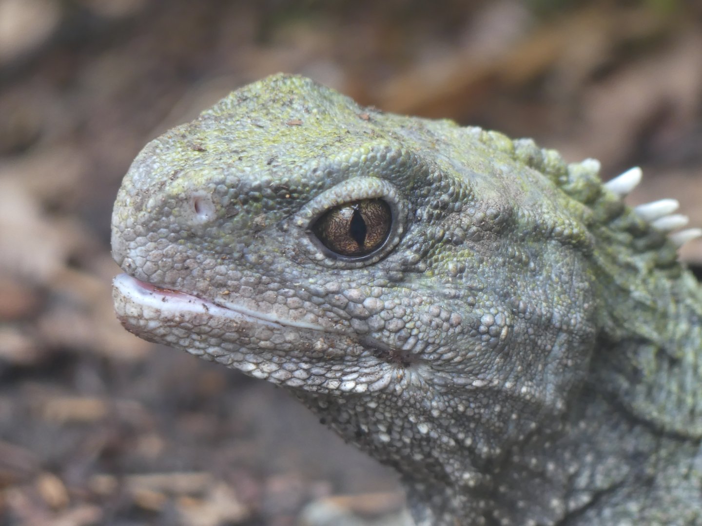 Tuatara