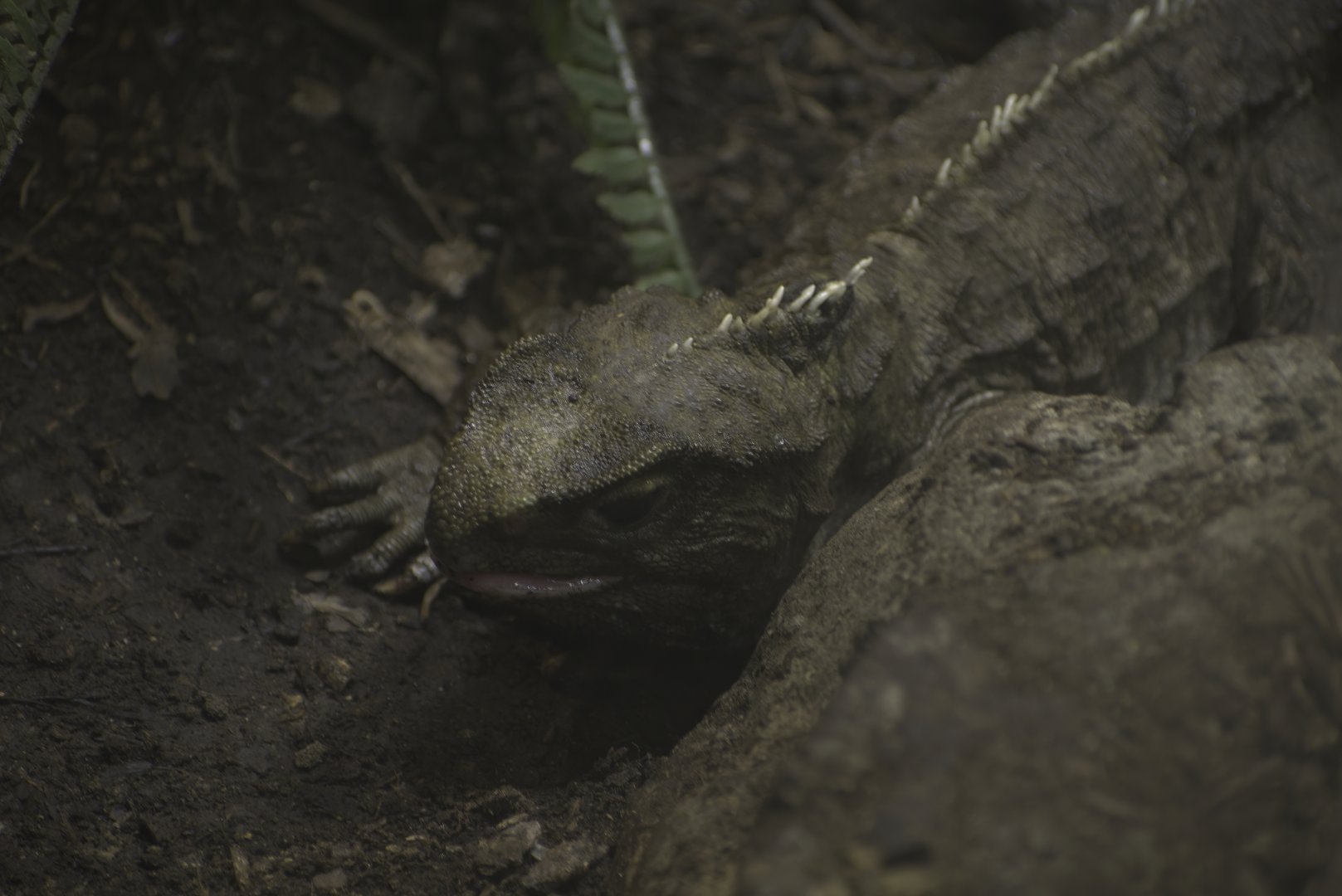 Tuatara
