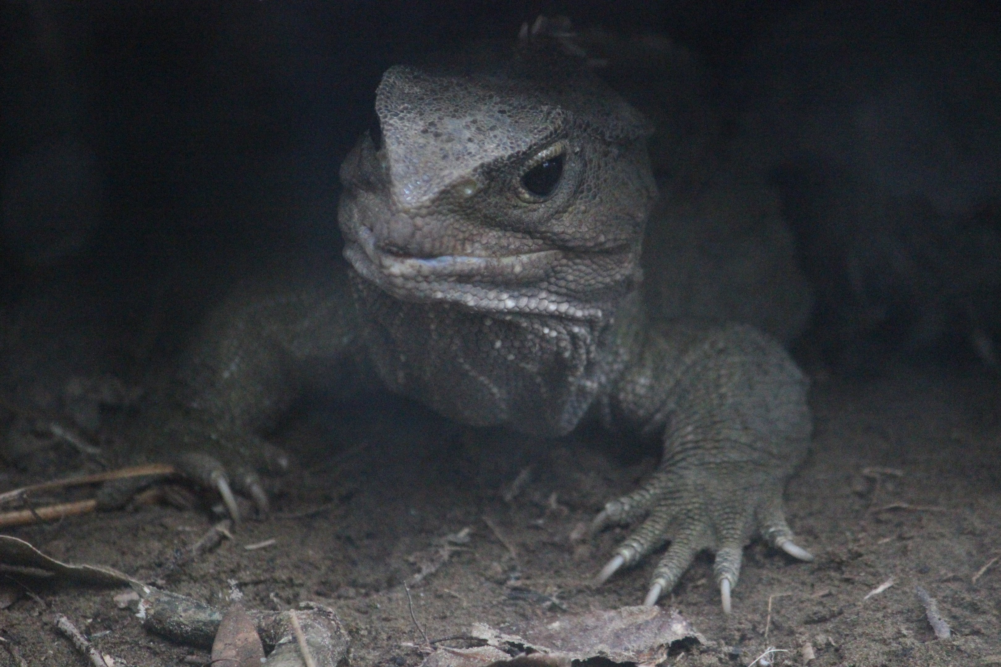 Tuatara