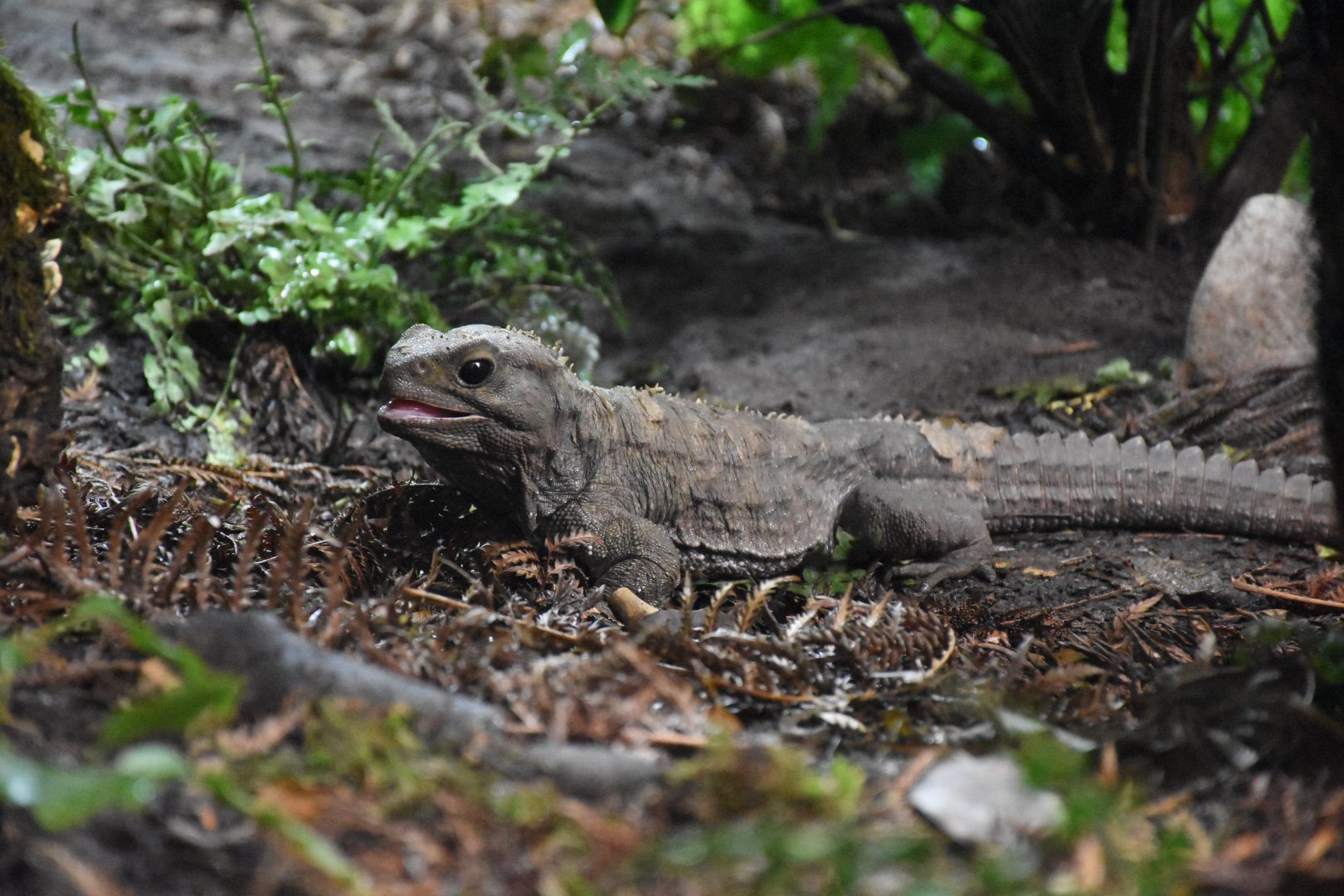 Tuatara