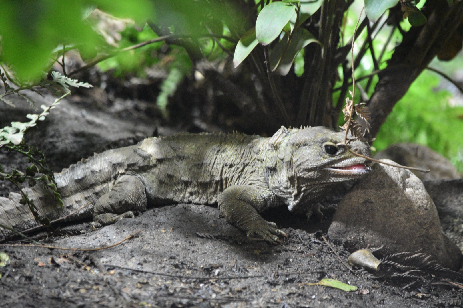 Tuatara