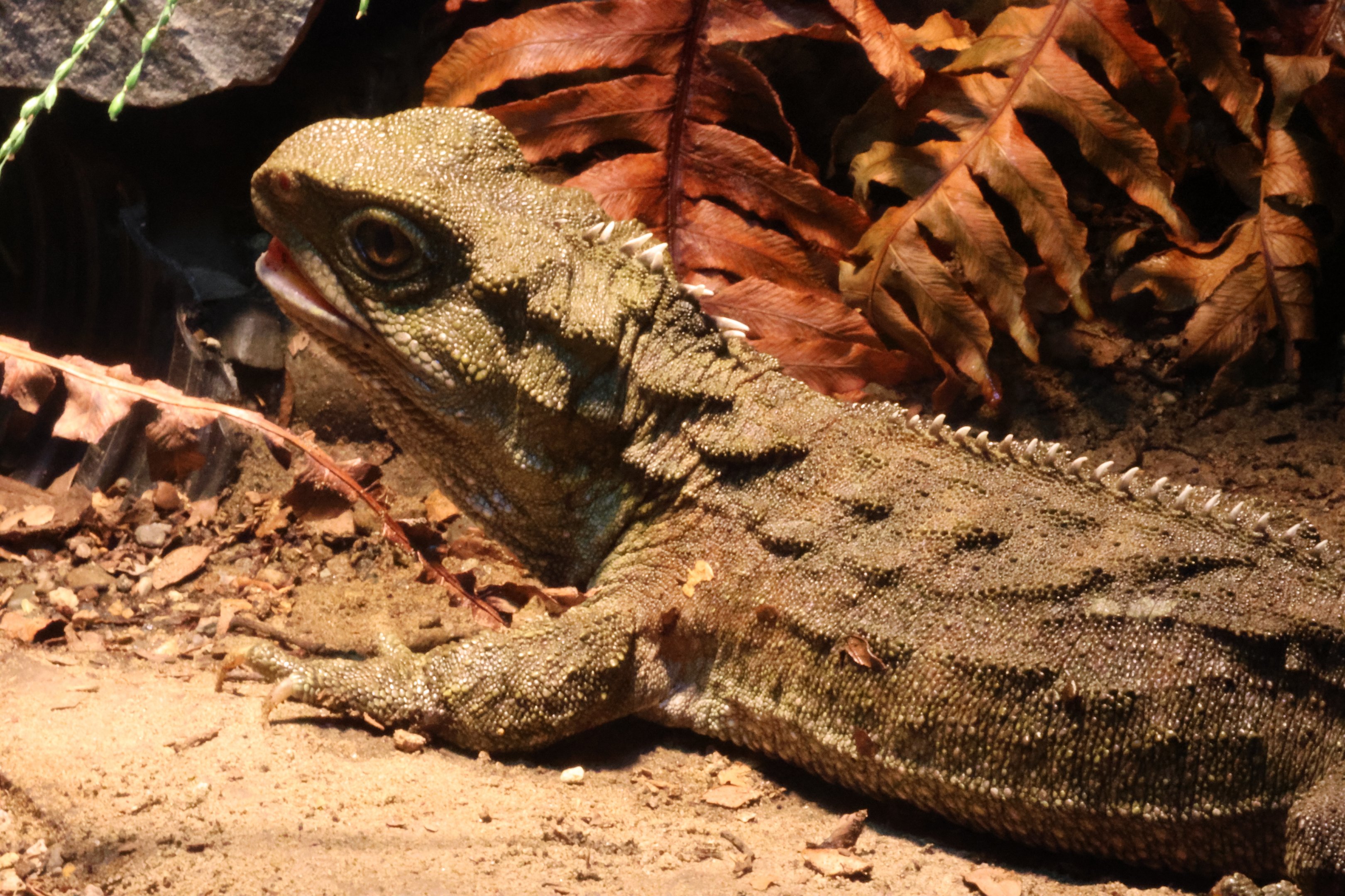 Tuatara