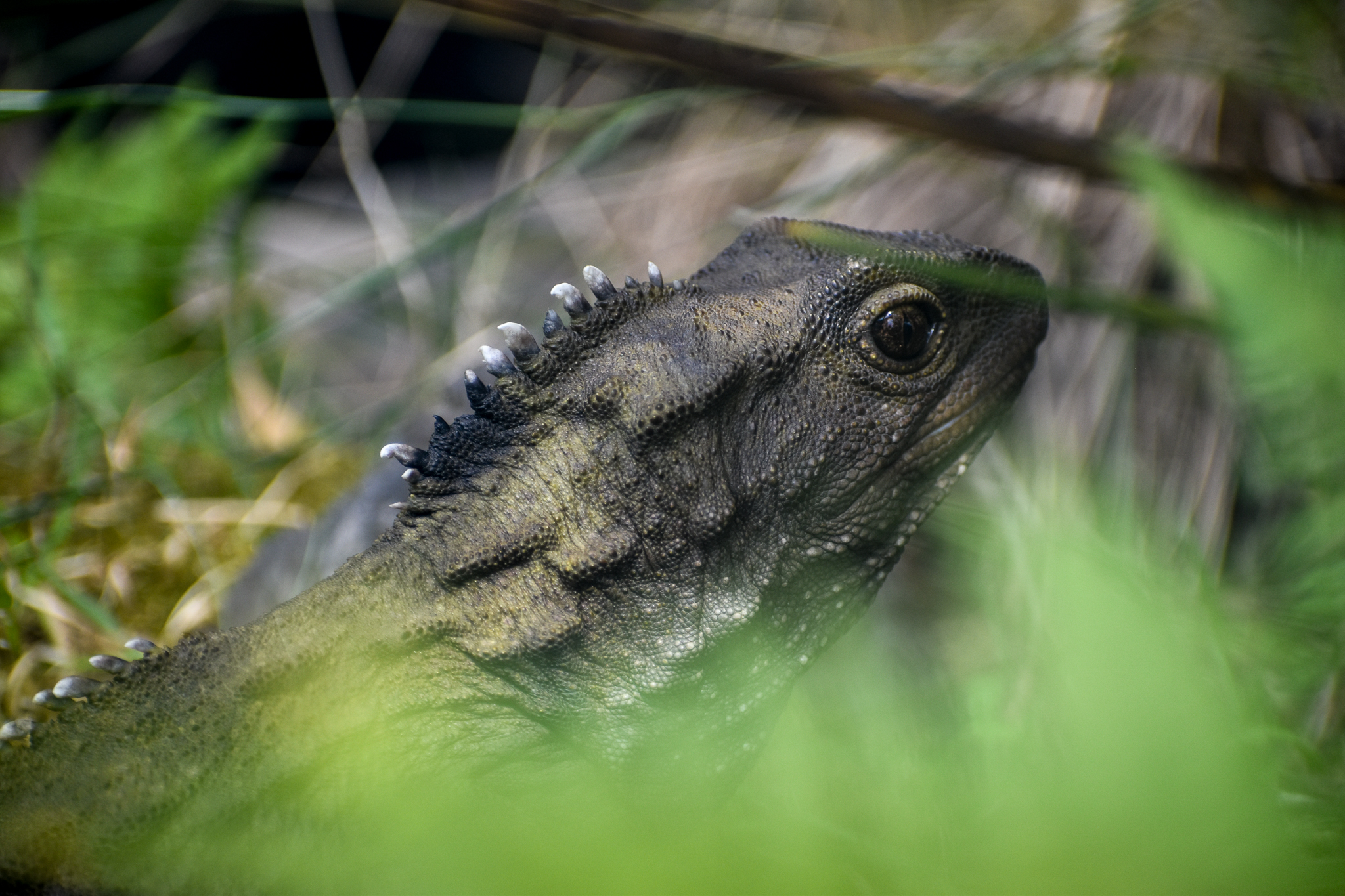 Tuatara
