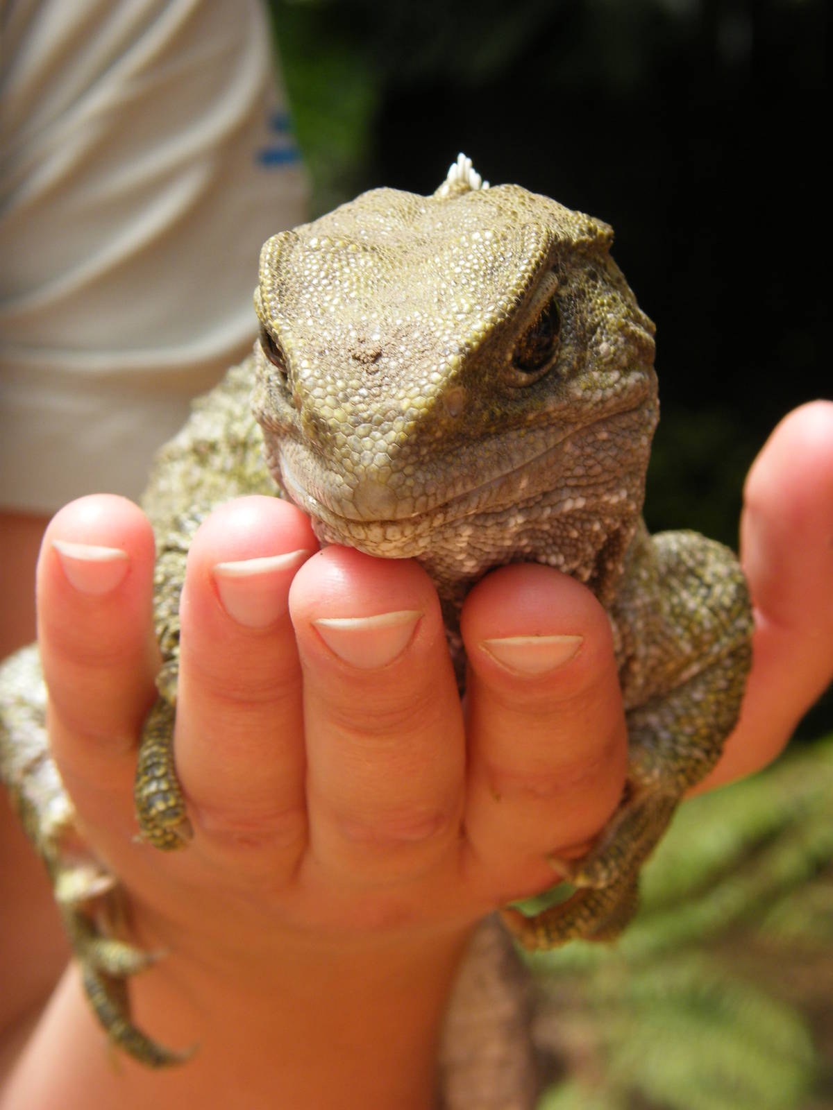 Tuatara