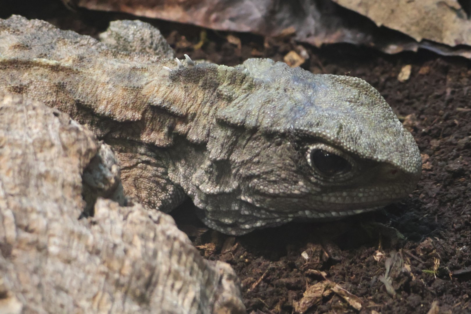 Tuatara