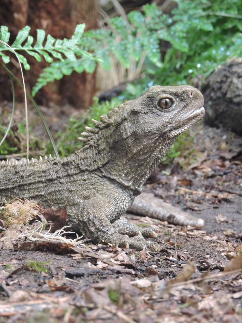 Tuatara