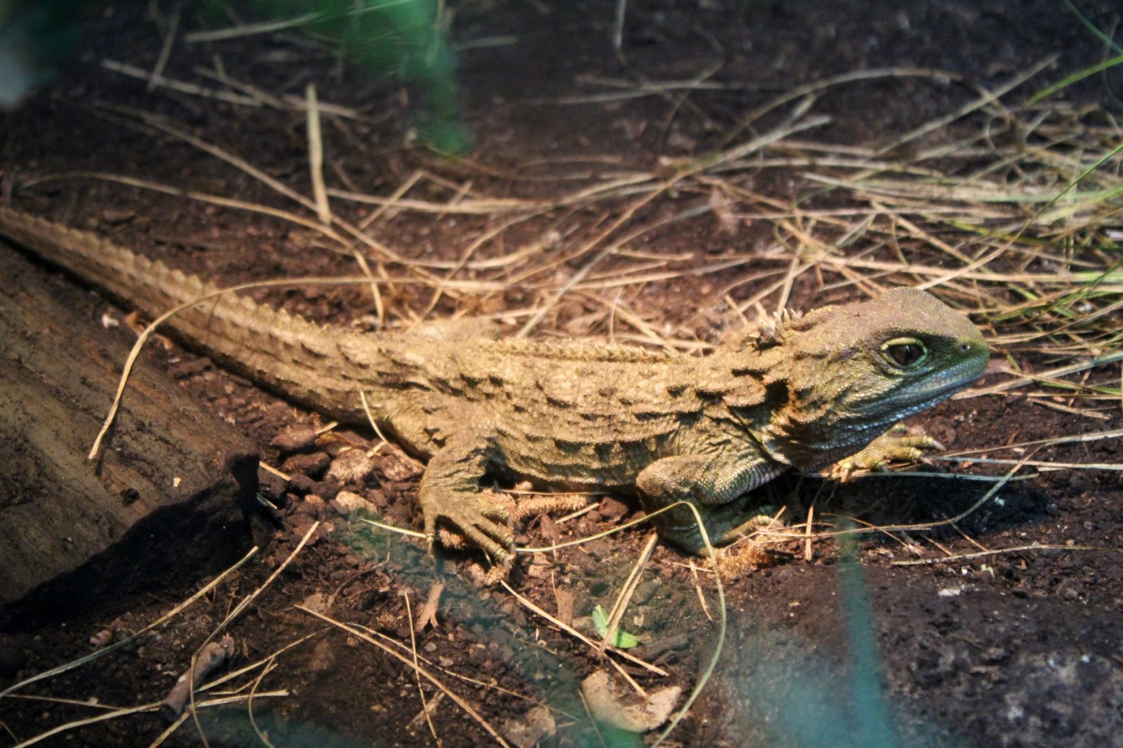 Tuatara