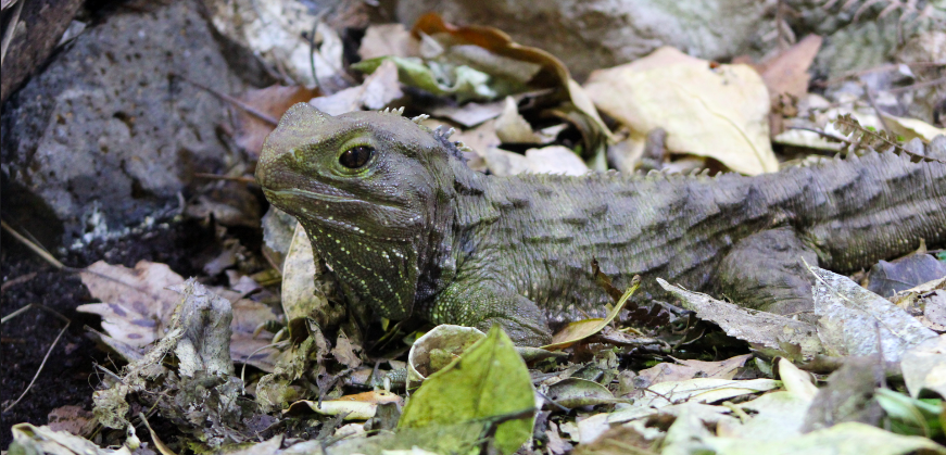 Tuatara