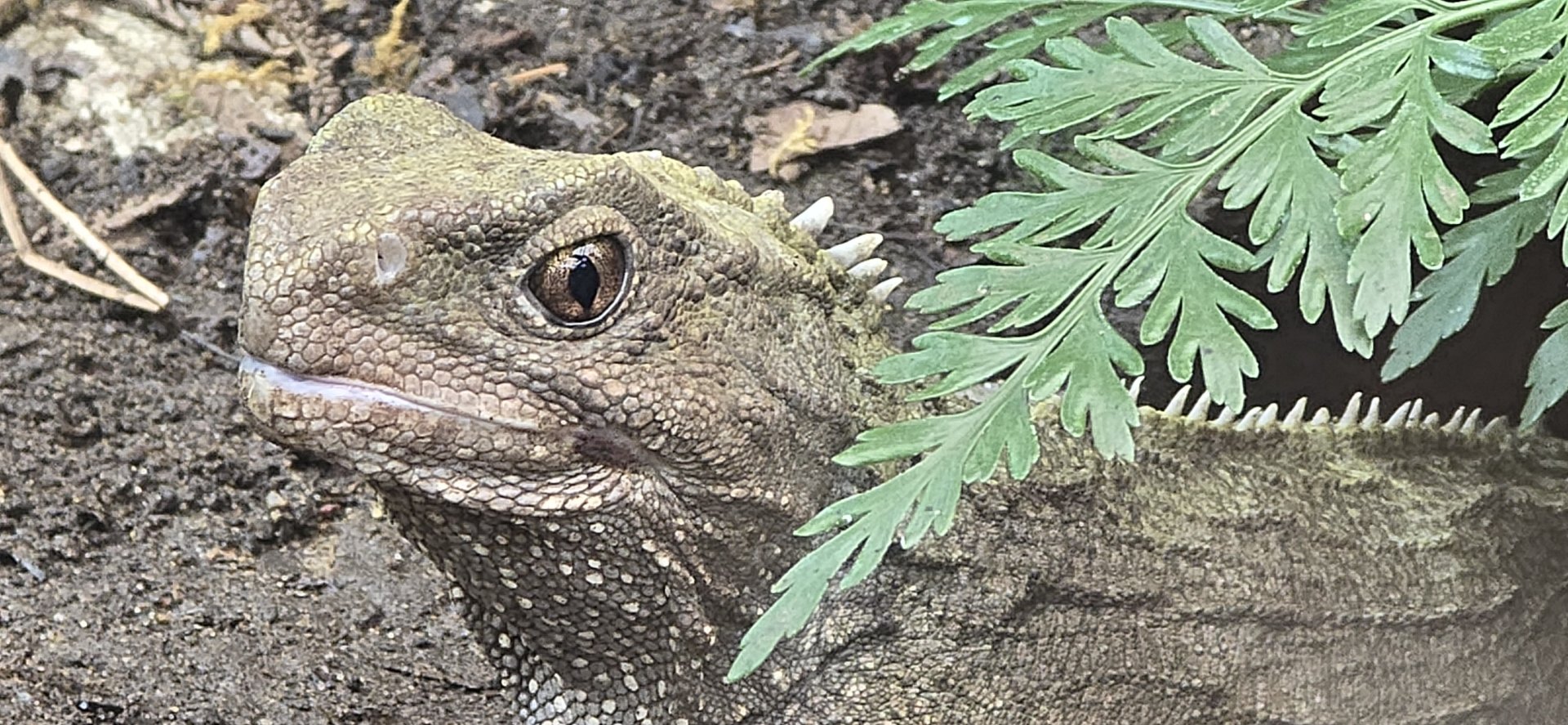 Tuatara