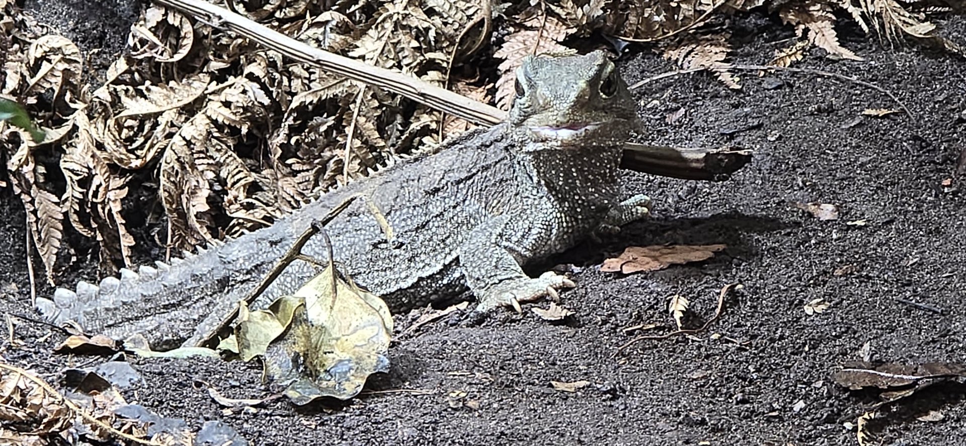 Tuatara