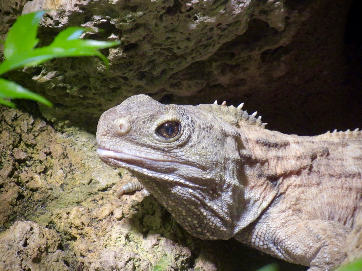 Tuatara