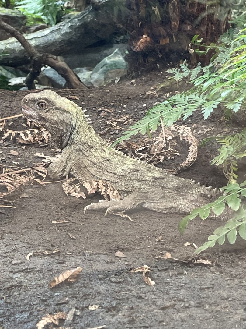 Tuatara