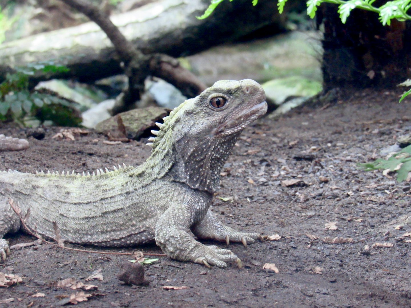 Tuatara