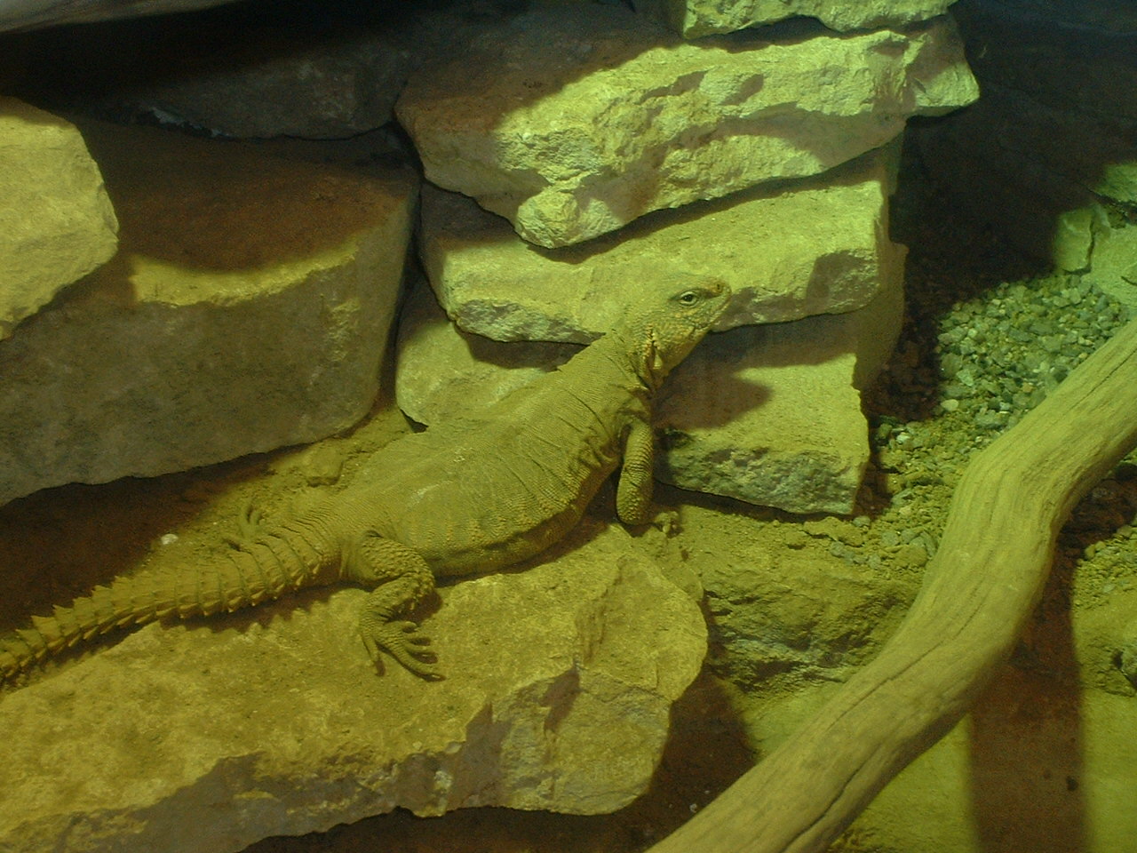Tuatara