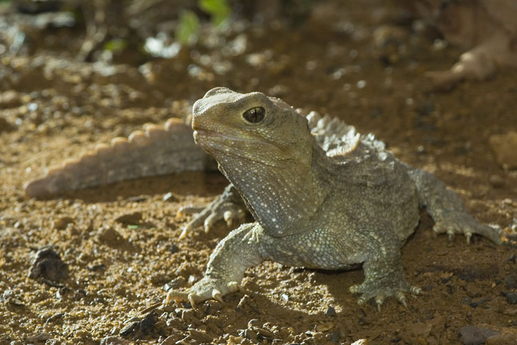 Tuatara