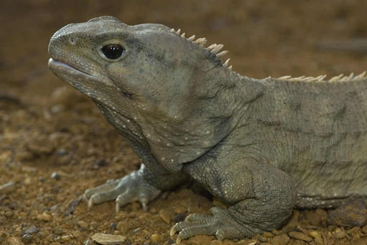 Tuatara