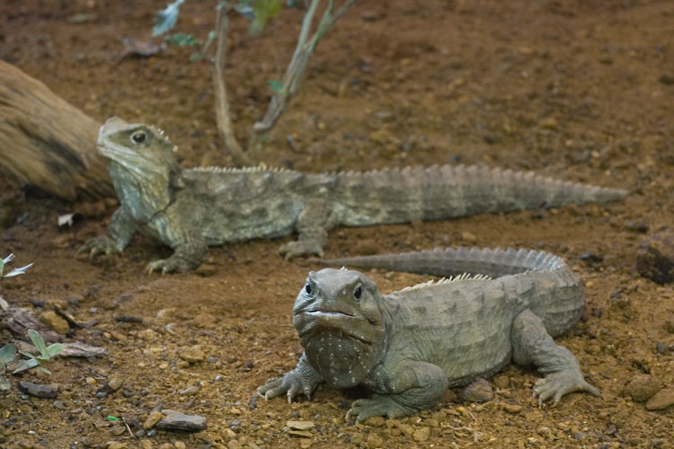 Tuatara