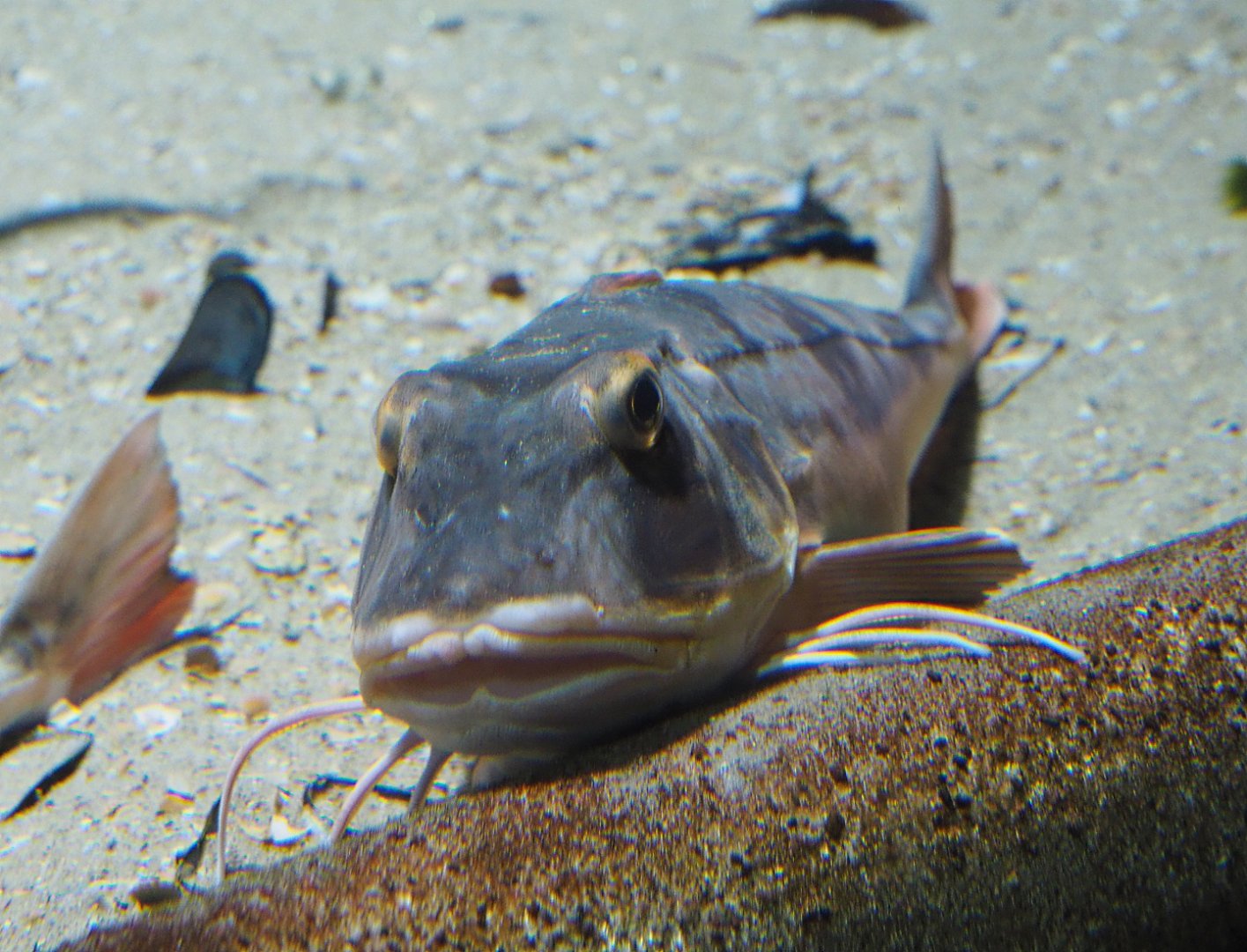 Tub gurnard (Chelidonichthys lucerna), 2019-12-30