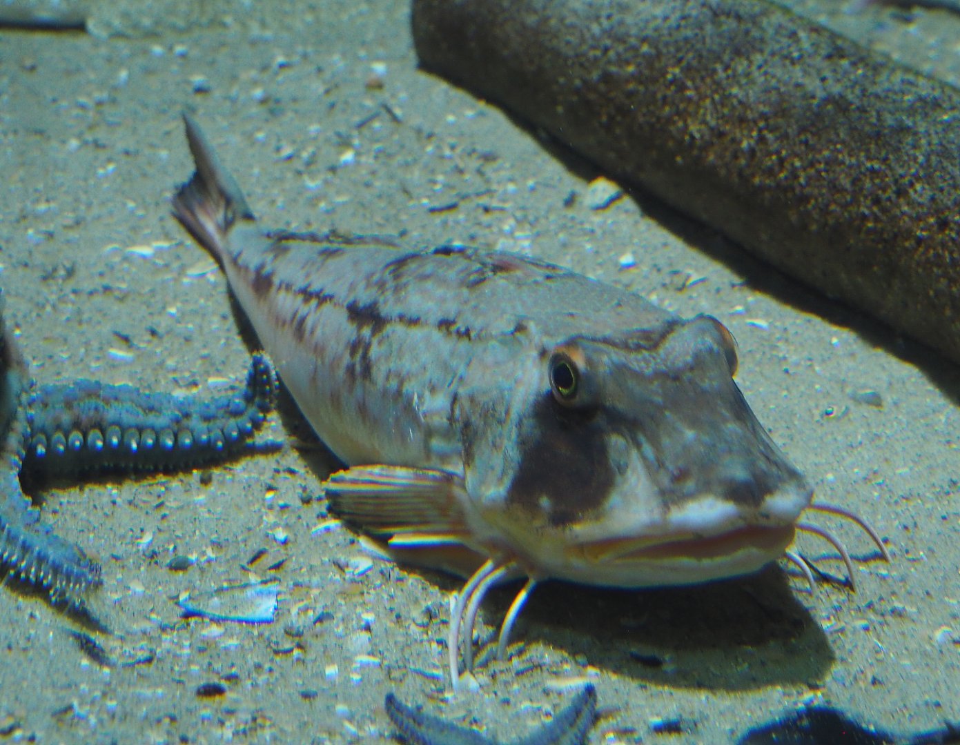 Tub gurnard (Chelidonichthys lucerna), 2020-09-20