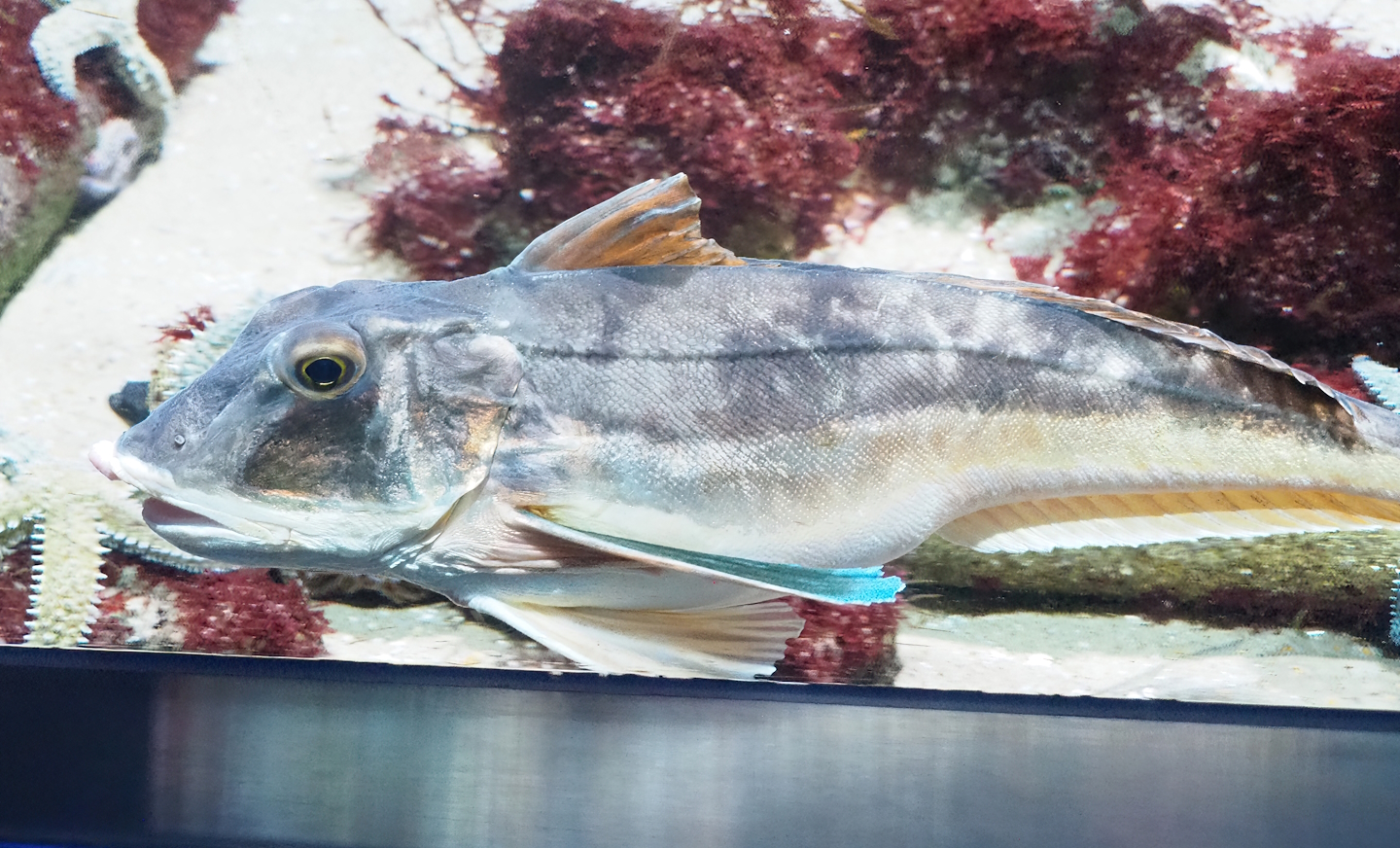 Tub gurnard (Chelidonichthys lucerna), 2022-08-16